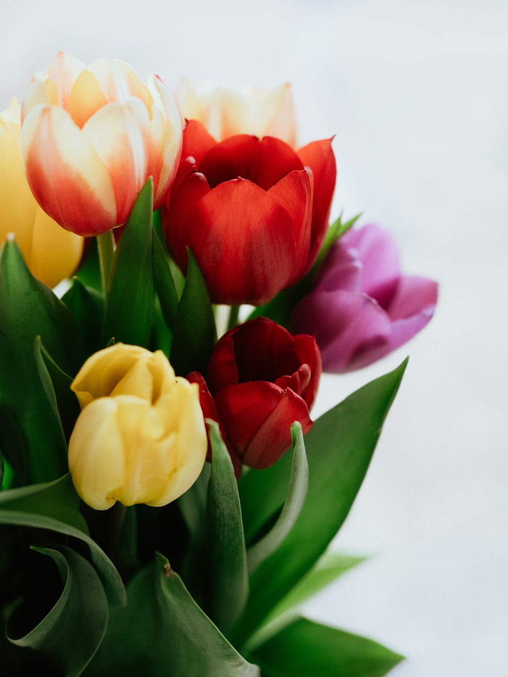 Saisonale Blumen und Frühlingsblüher